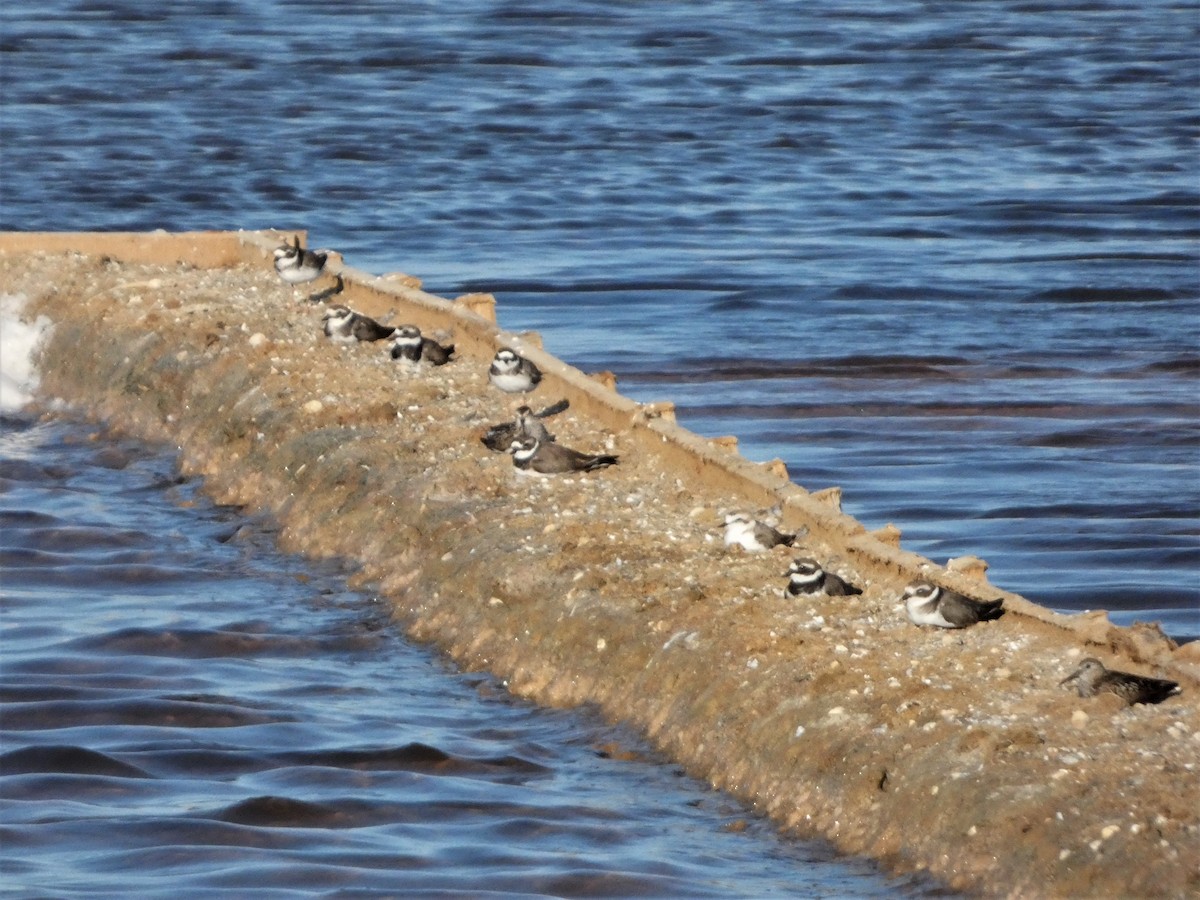 Common Ringed Plover - ML598092341