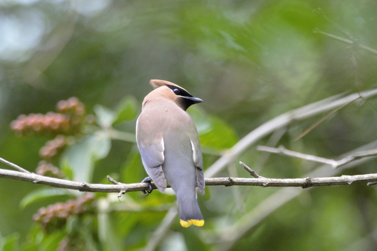 brkoslav americký - ML59809331