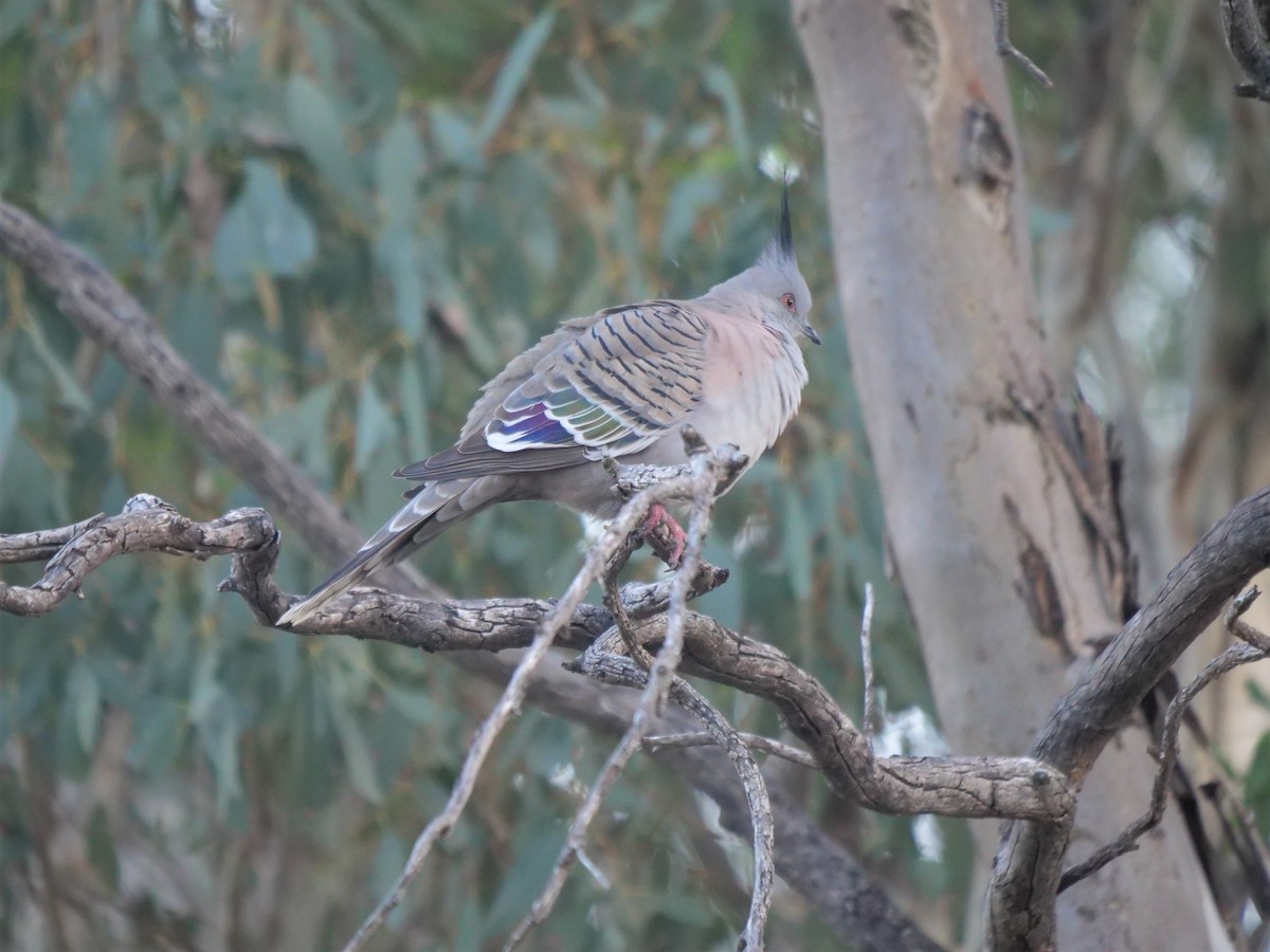 Crested Pigeon - ML598093401