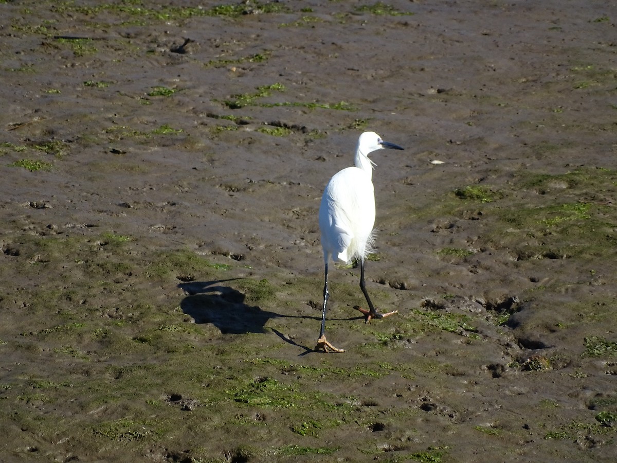 Little Egret - ML598094031