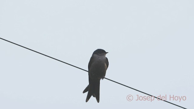 Golondrina Ventriparda - ML598096281