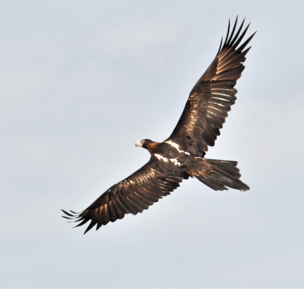 Wedge-tailed Eagle - Nicholas Talbot