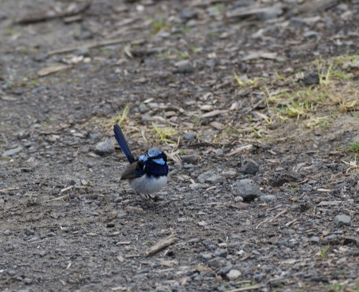 Superb Fairywren - ML598096781