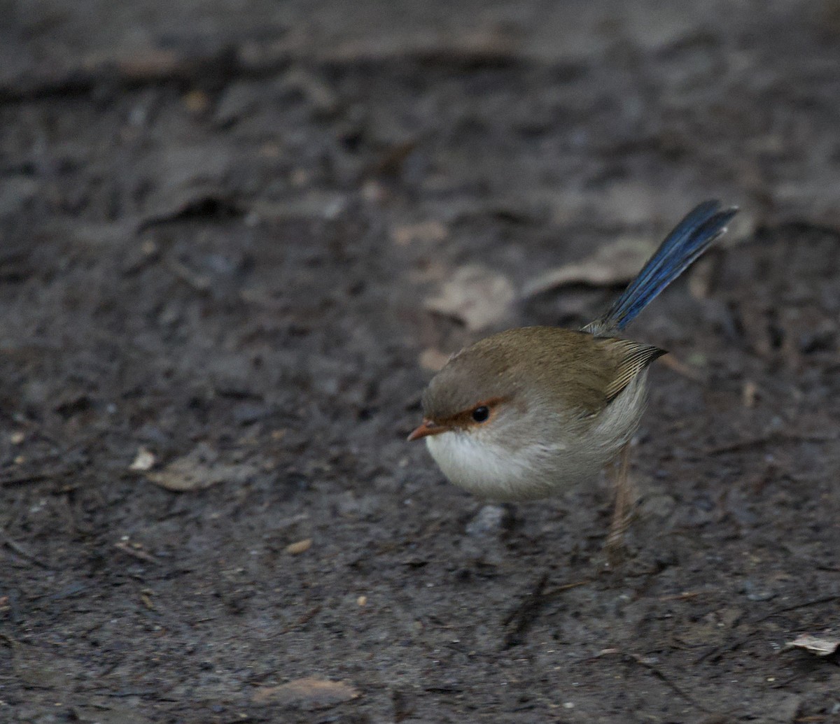 Superb Fairywren - ML598096791