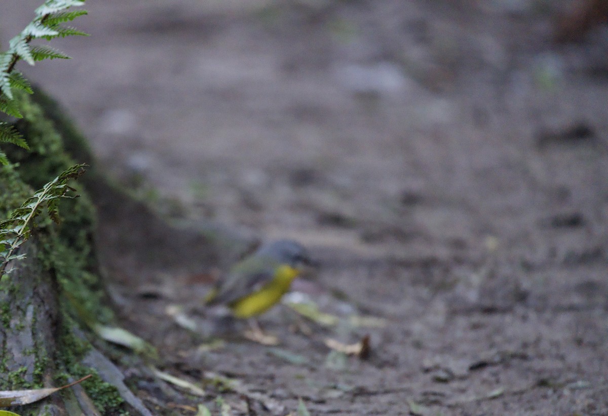 Eastern Yellow Robin - ML598096881