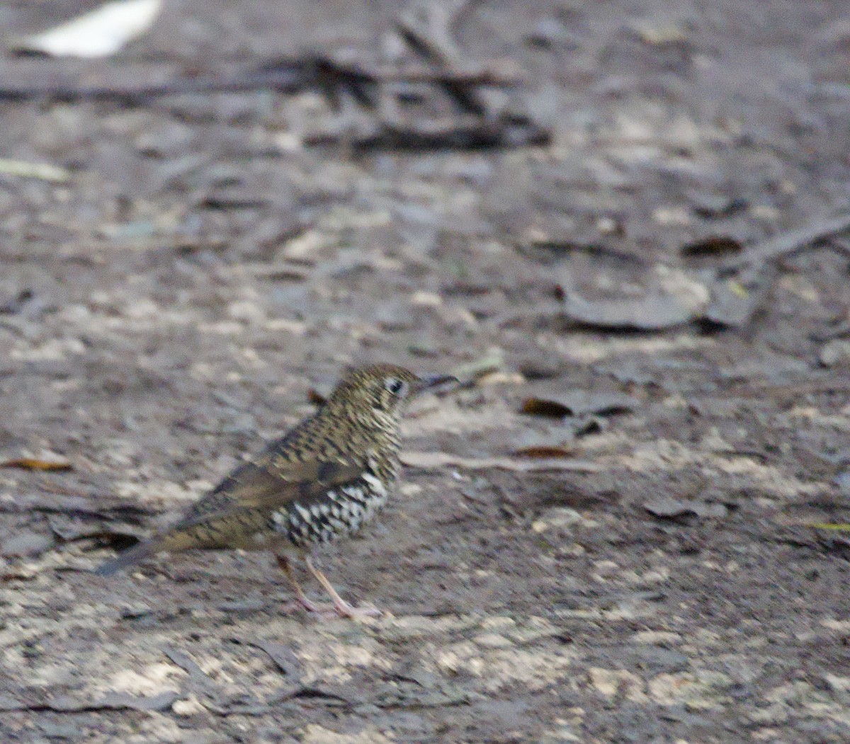 Bassian Thrush - ML598096961
