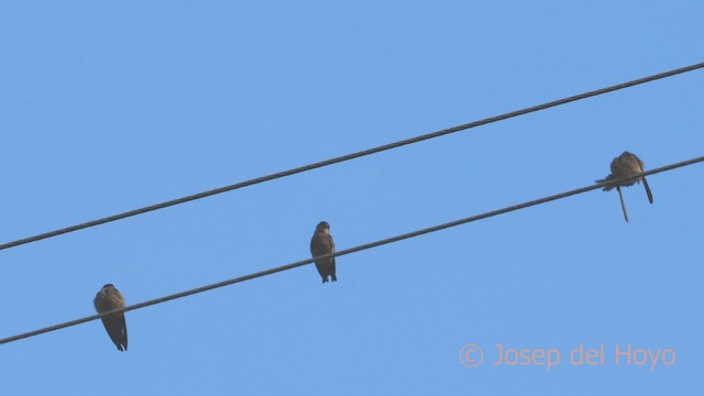 Golondrina Ventriparda - ML598097041