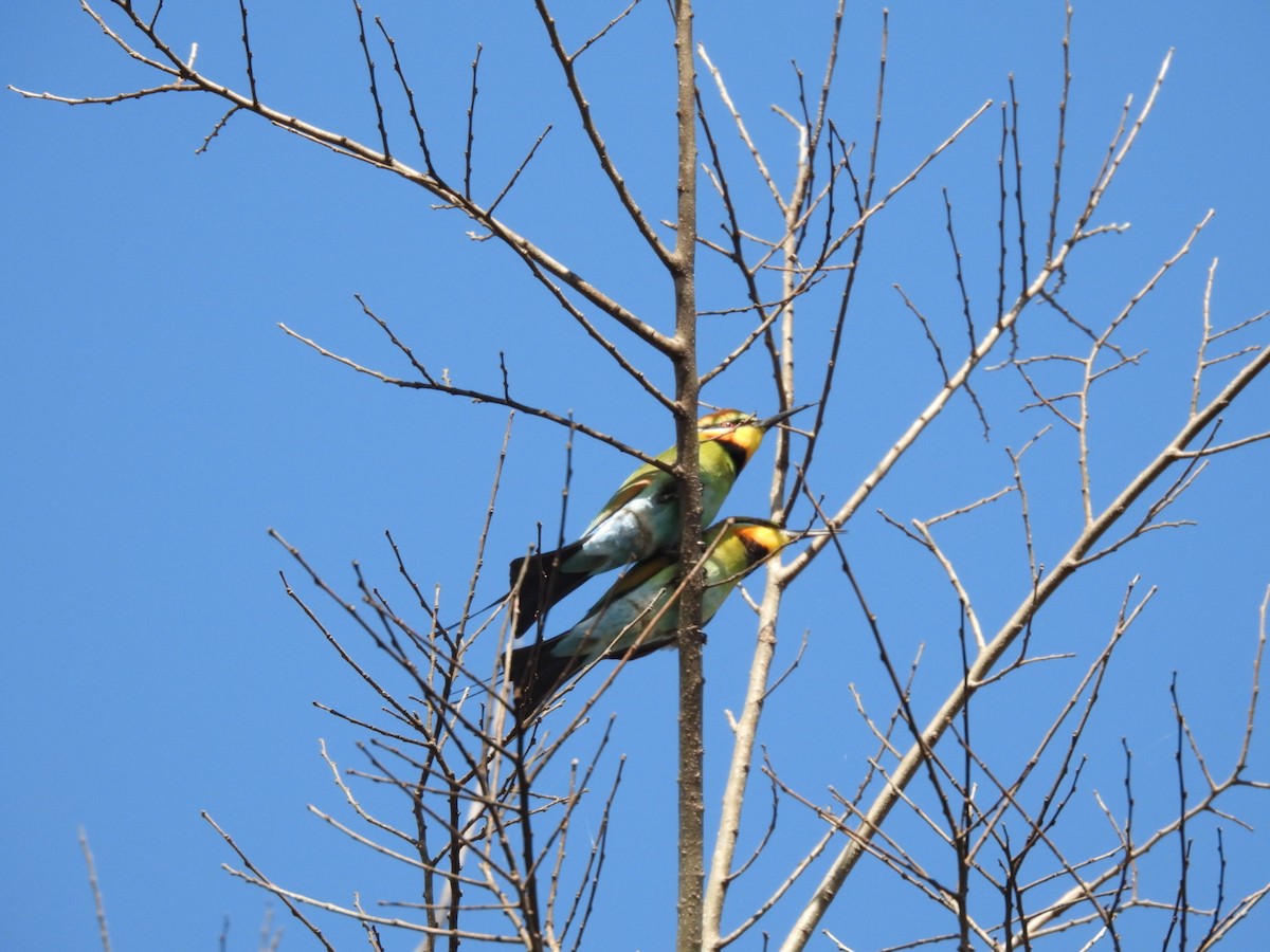 Rainbow Bee-eater - ML598097241