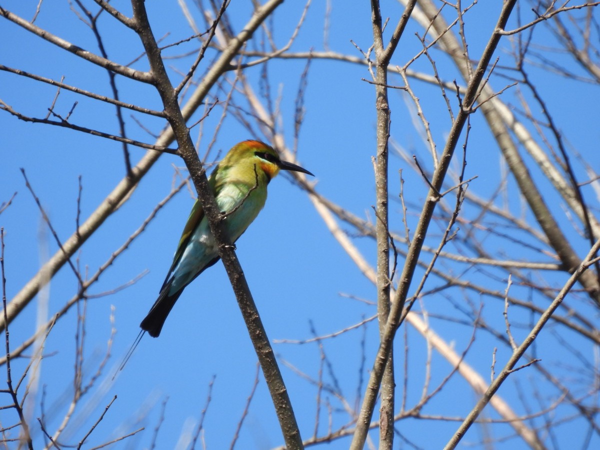 Rainbow Bee-eater - ML598097251