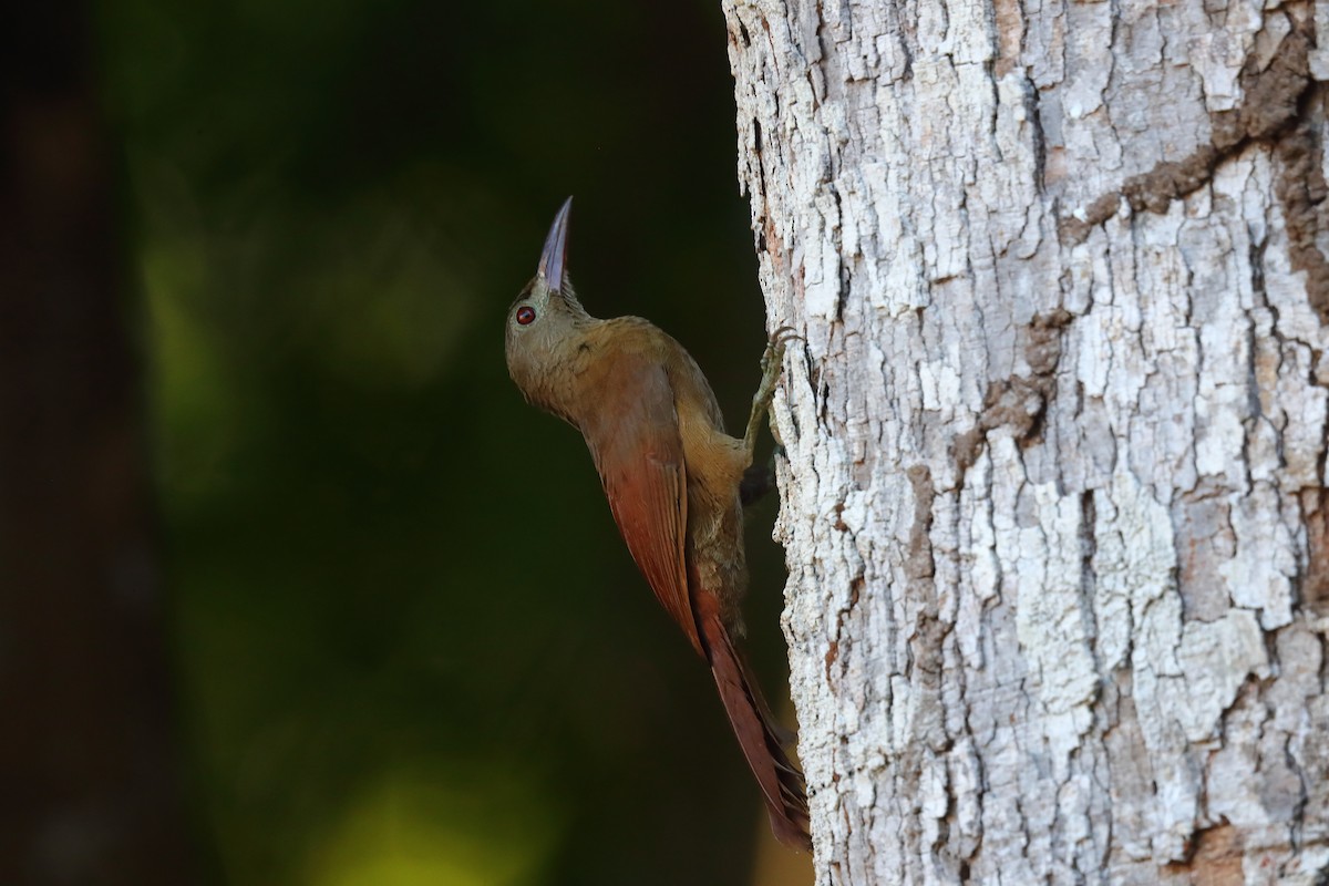 Uniform Woodcreeper - ML598097271