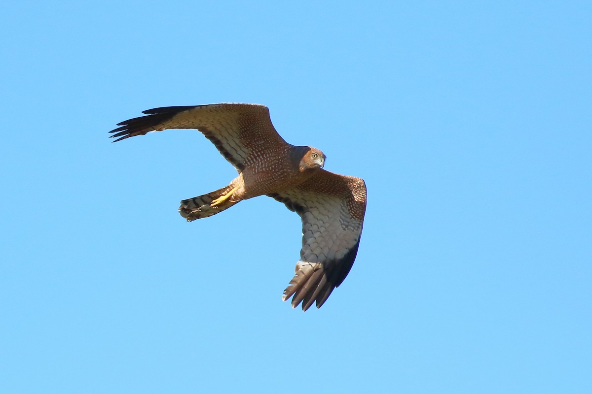 Spotted Harrier - ML598097381