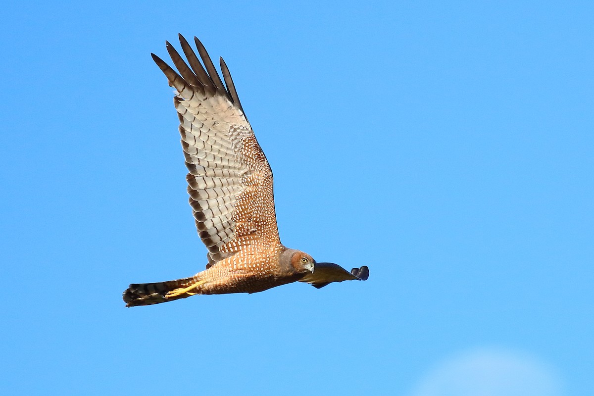 Spotted Harrier - ML598097401