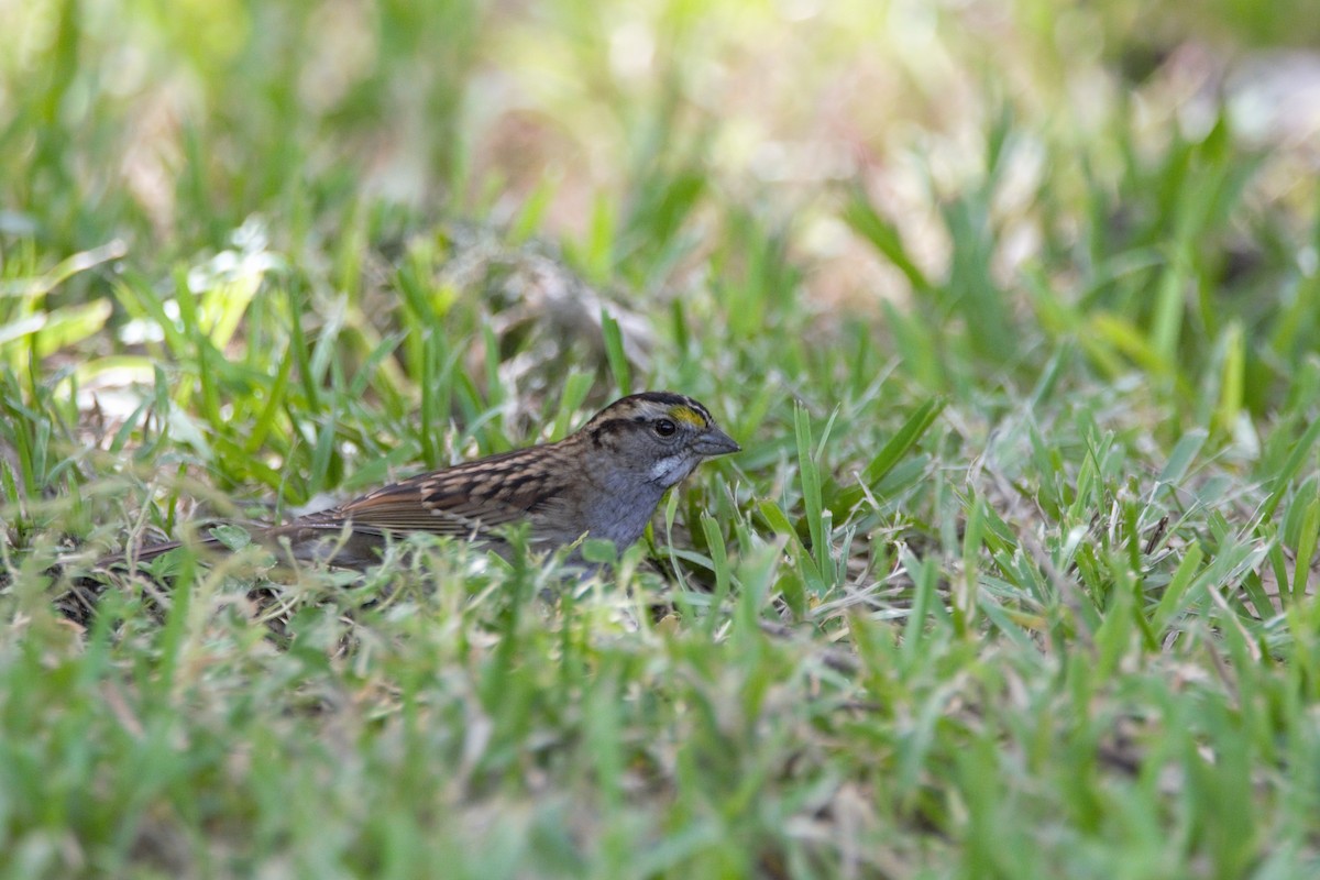 strnadec bělohrdlý - ML59809931