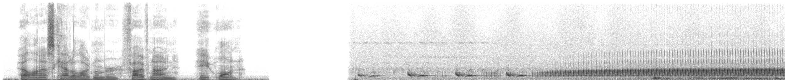 Rostwangen-Nachtschwalbe - ML5981