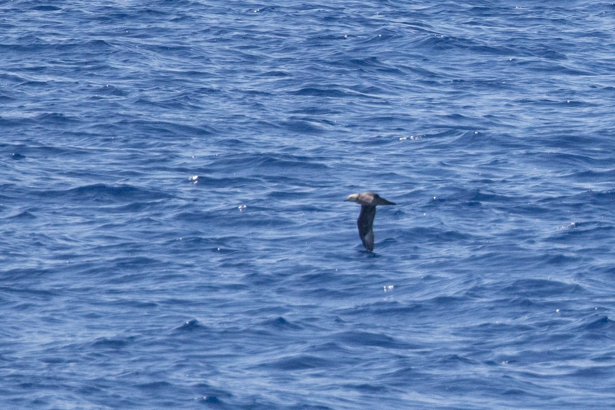 Kermadec Petrel - ML598100501