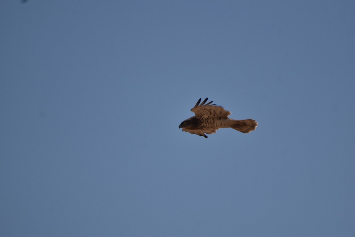 Short-toed Snake-Eagle - ML598101321