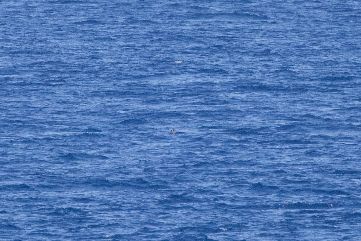 Swinhoe's Storm-Petrel - ML598103241