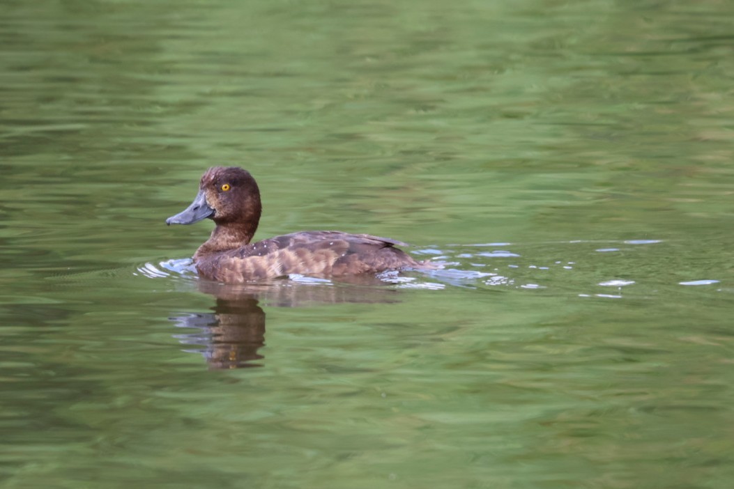 鳳頭潛鴨 - ML598104791