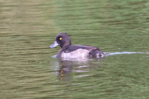 鳳頭潛鴨 - ML598104801