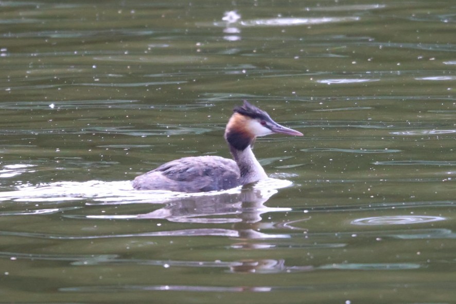 Great Crested Grebe - Mathieu Soetens