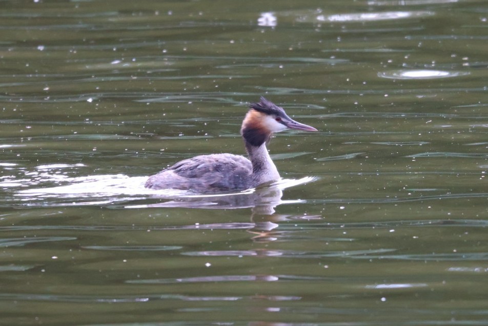 Great Crested Grebe - Mathieu Soetens