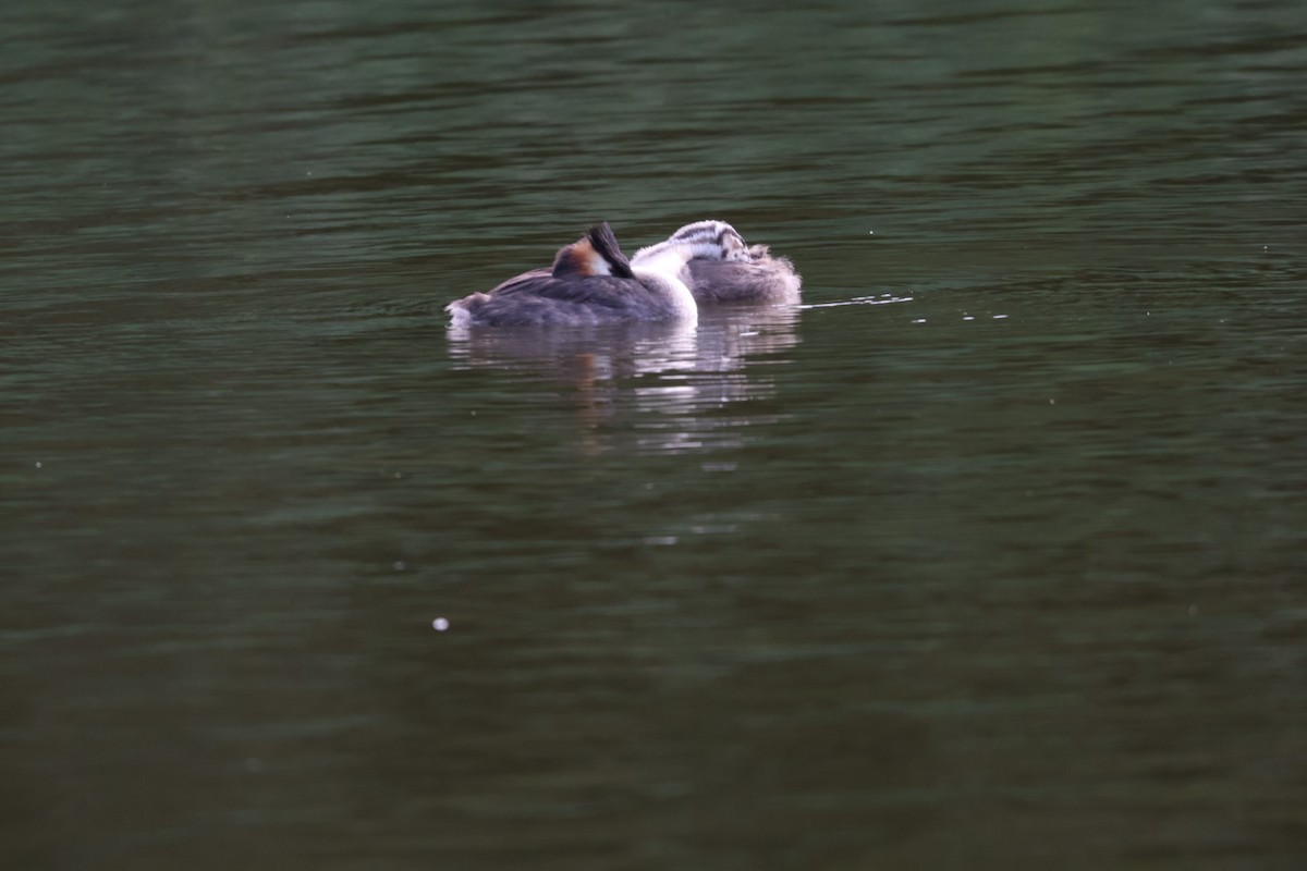 Great Crested Grebe - ML598104851