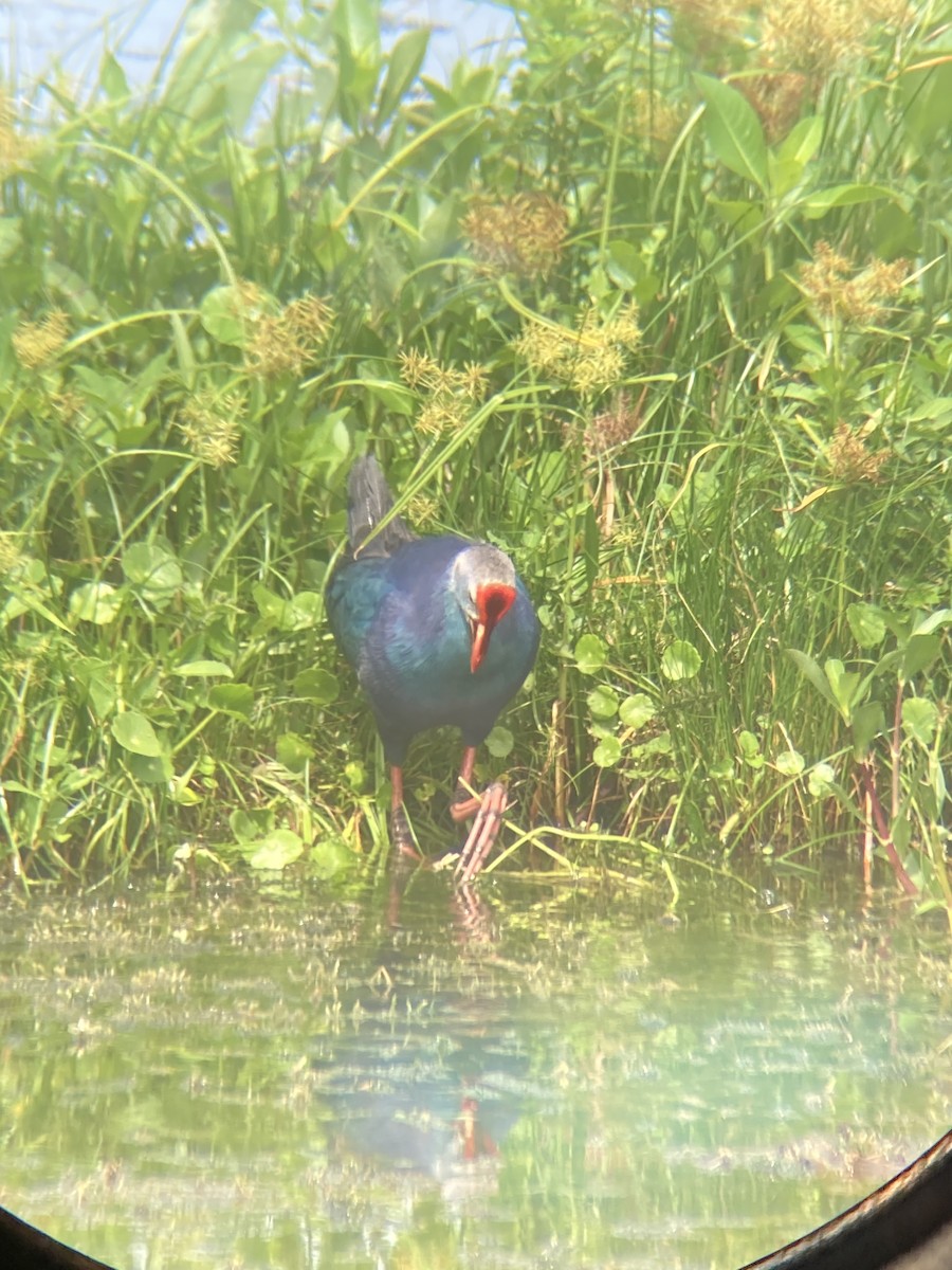 Gray-headed Swamphen - ML598105231