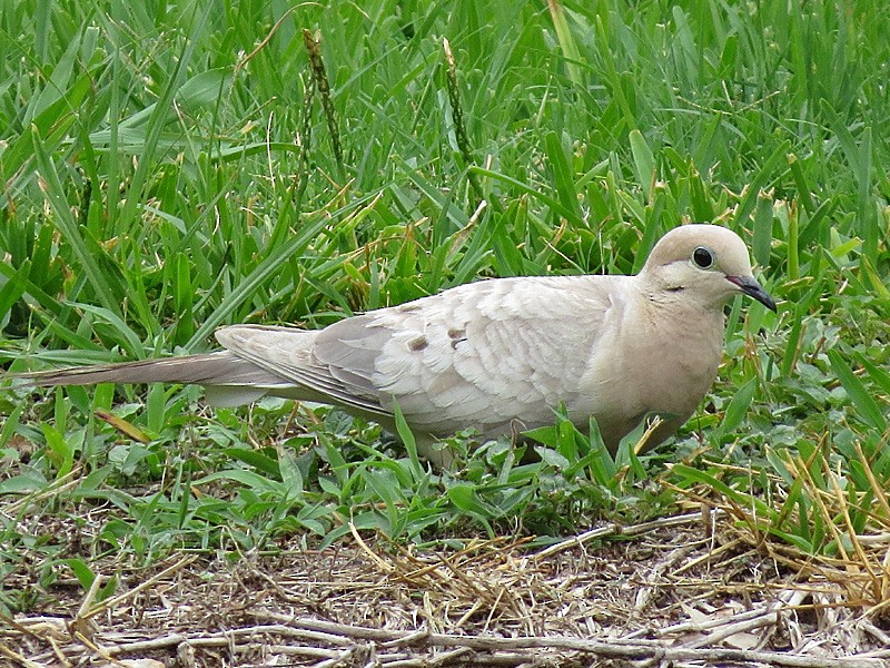 Mourning Dove - wendy wright