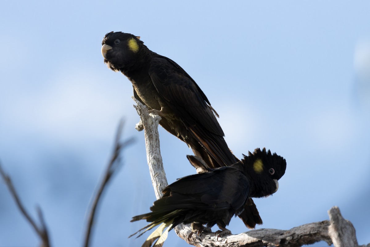 Yellow-tailed Black-Cockatoo - ML598105701