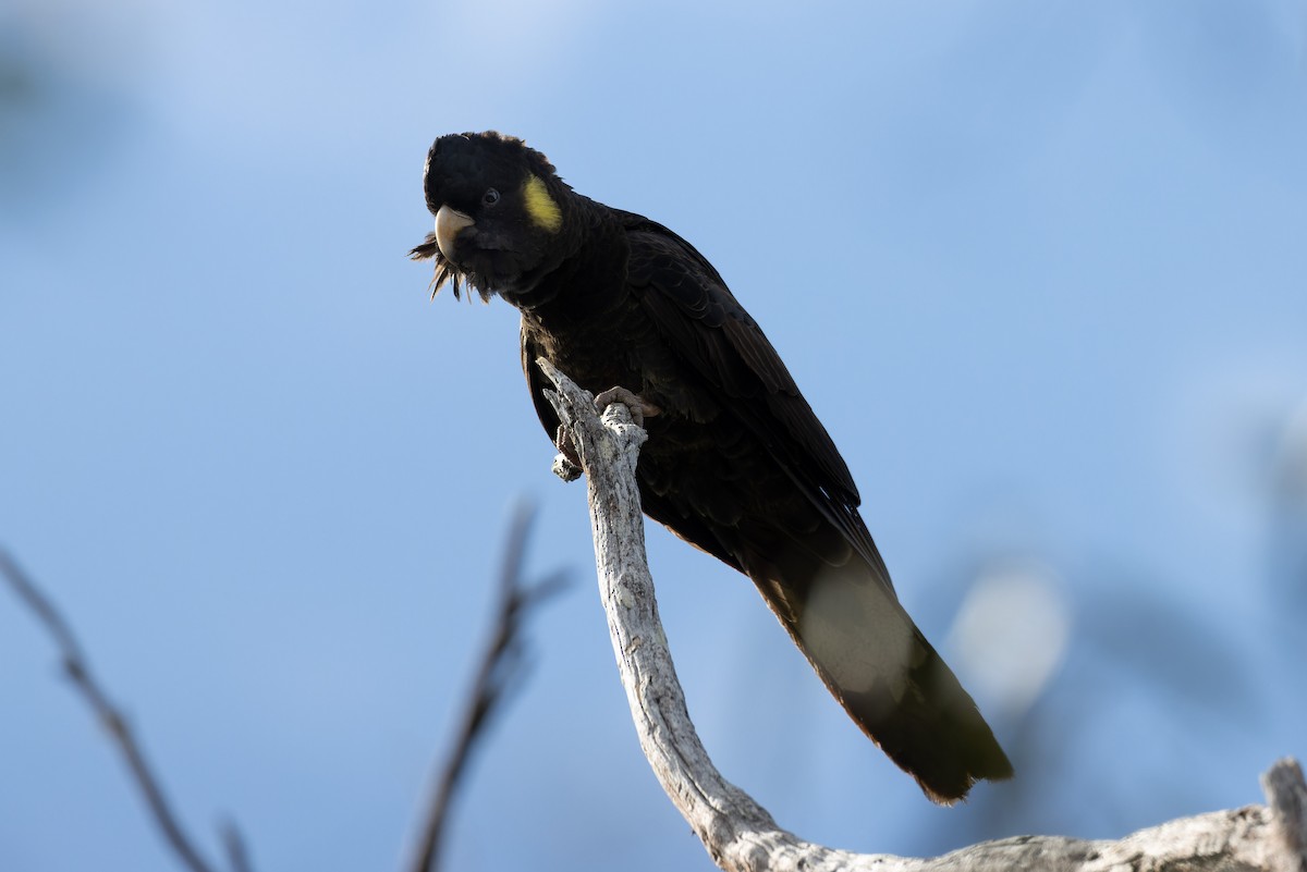 Yellow-tailed Black-Cockatoo - ML598105711
