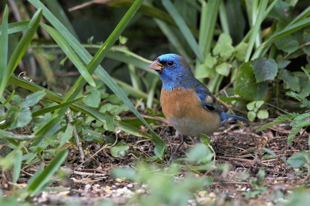 papežík lazurový - ML59810591