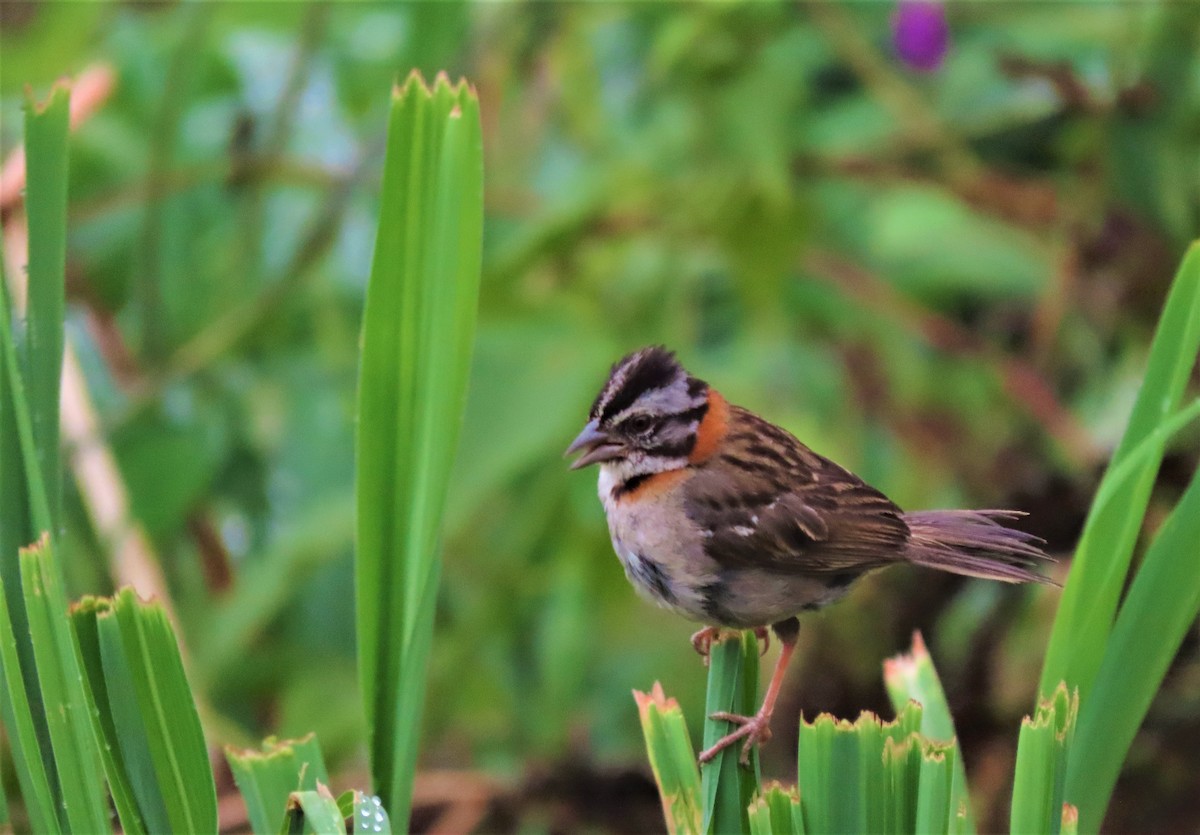 Rufous-collared Sparrow - ML598106701