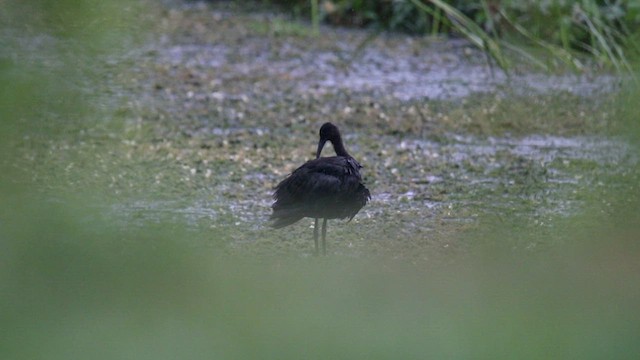 Glossy Ibis - ML598107521