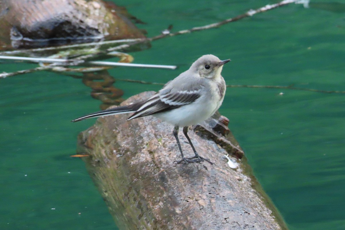 White Wagtail - ML598108091