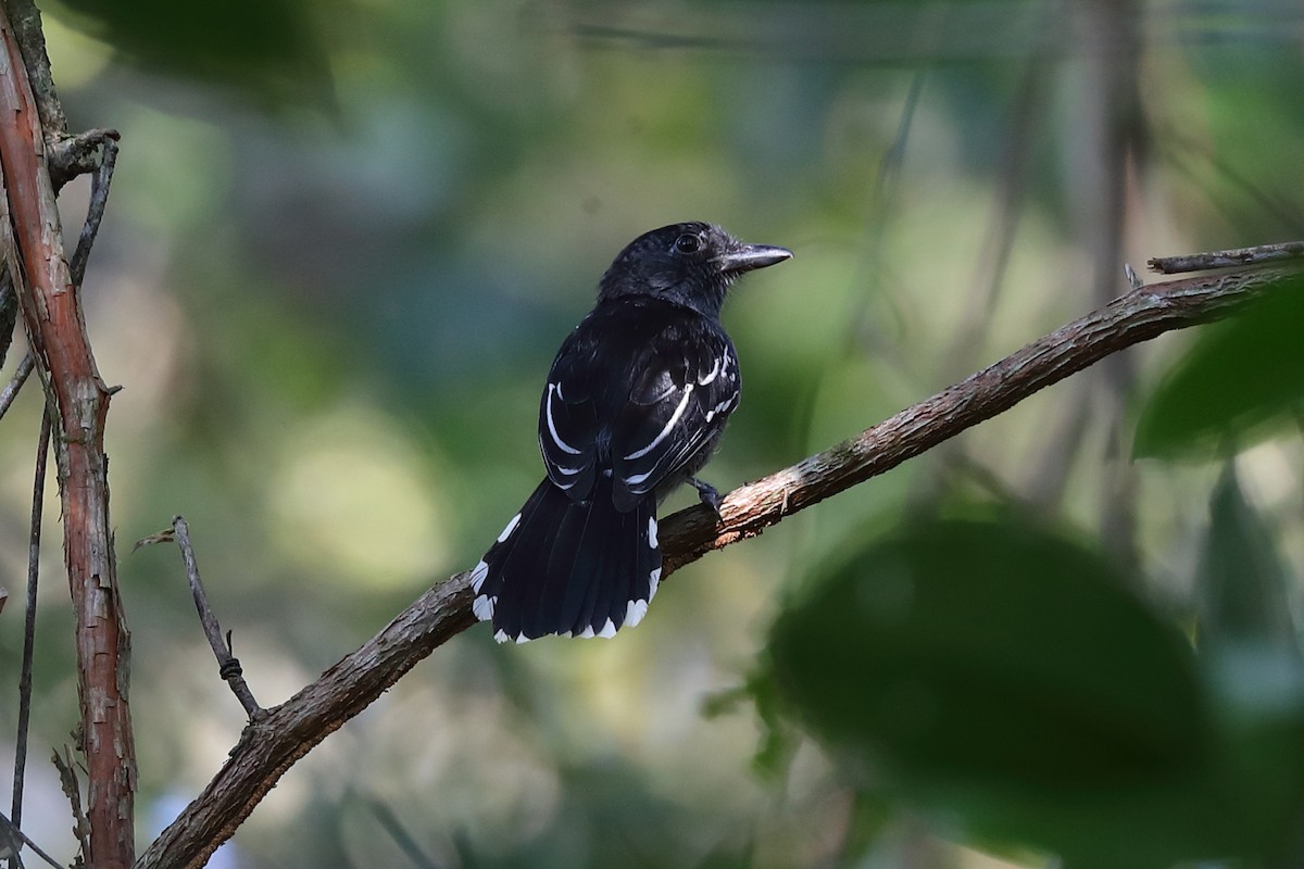 Amazonian Antshrike - ML598108591