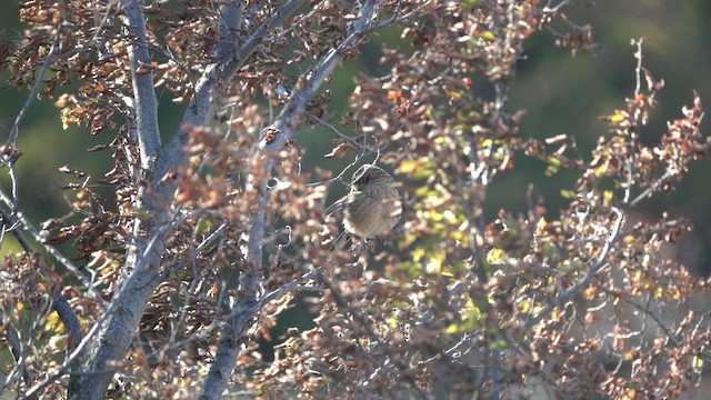 גיבתון עפרוני - ML598110051