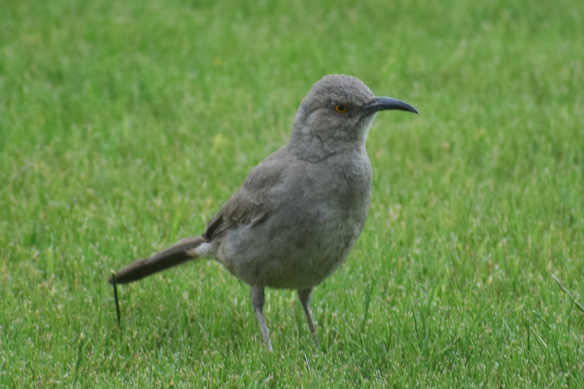 Curve-billed Thrasher - ML59811111