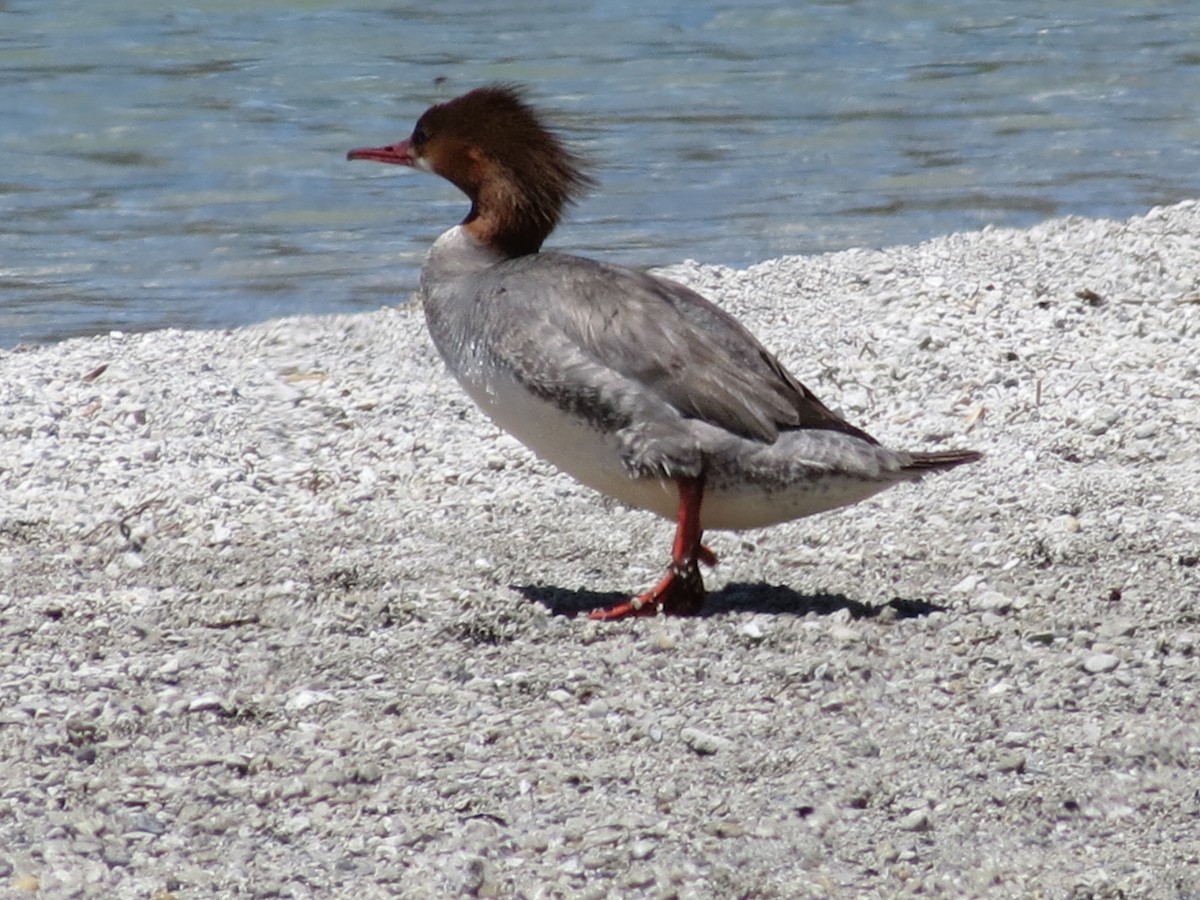 Common Merganser - ML59811161