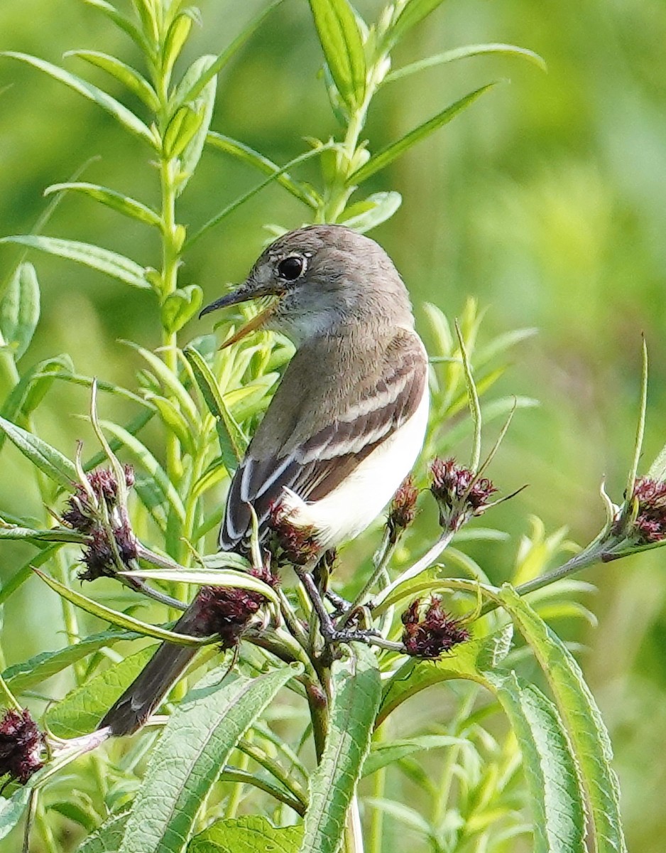 Willow Flycatcher - ML598111811