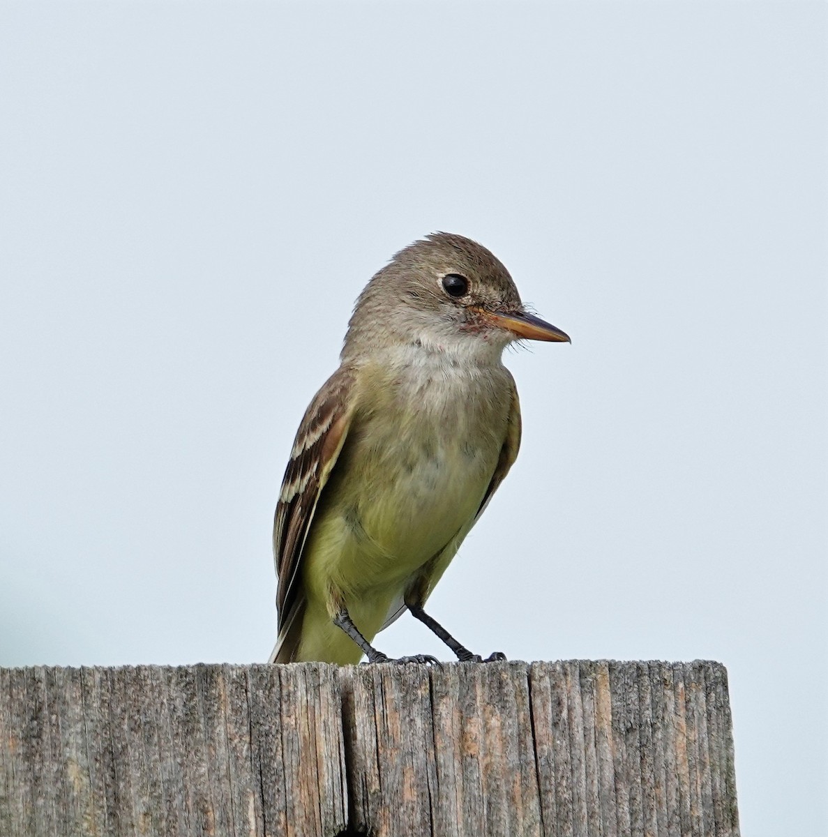 Willow Flycatcher - Brian Lineaweaver