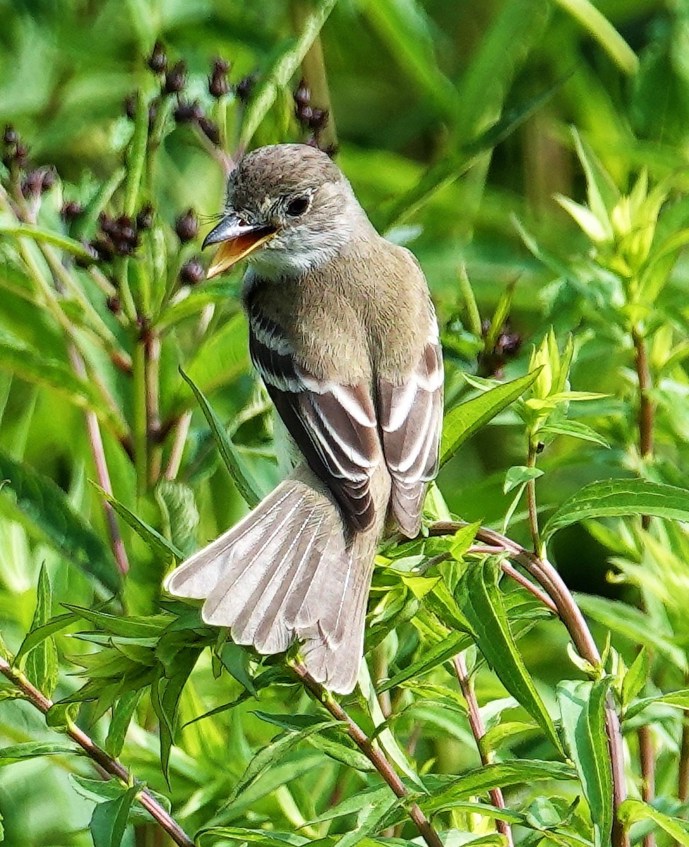 Willow Flycatcher - ML598111831