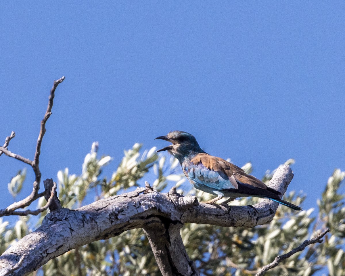 European Roller - ML598113511