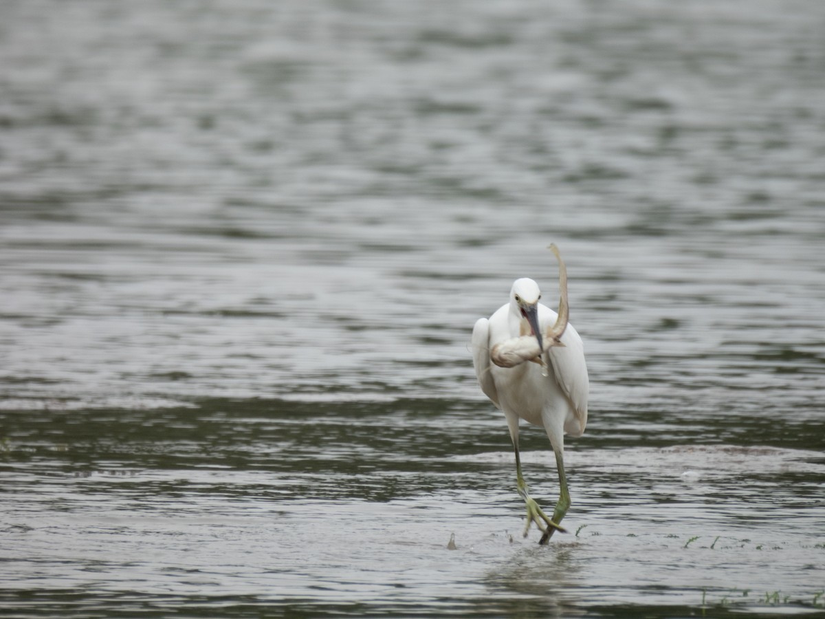 Little Egret - Yawei Zhang