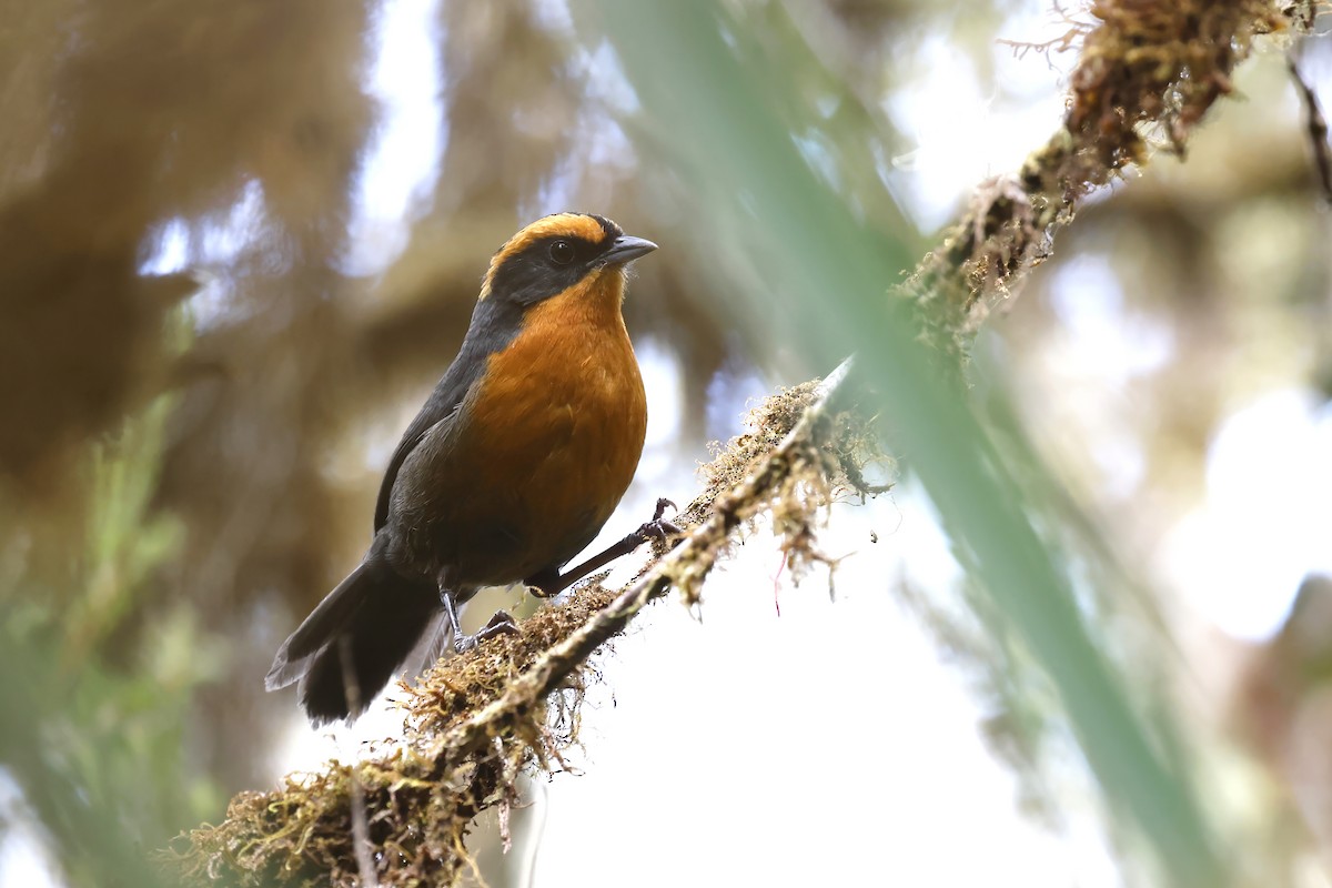 Rufous-browed Hemispingus - Daniel Branch