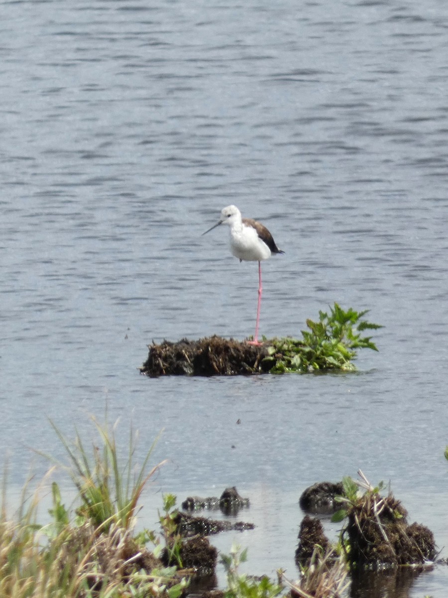 Échasse blanche - ML598115771