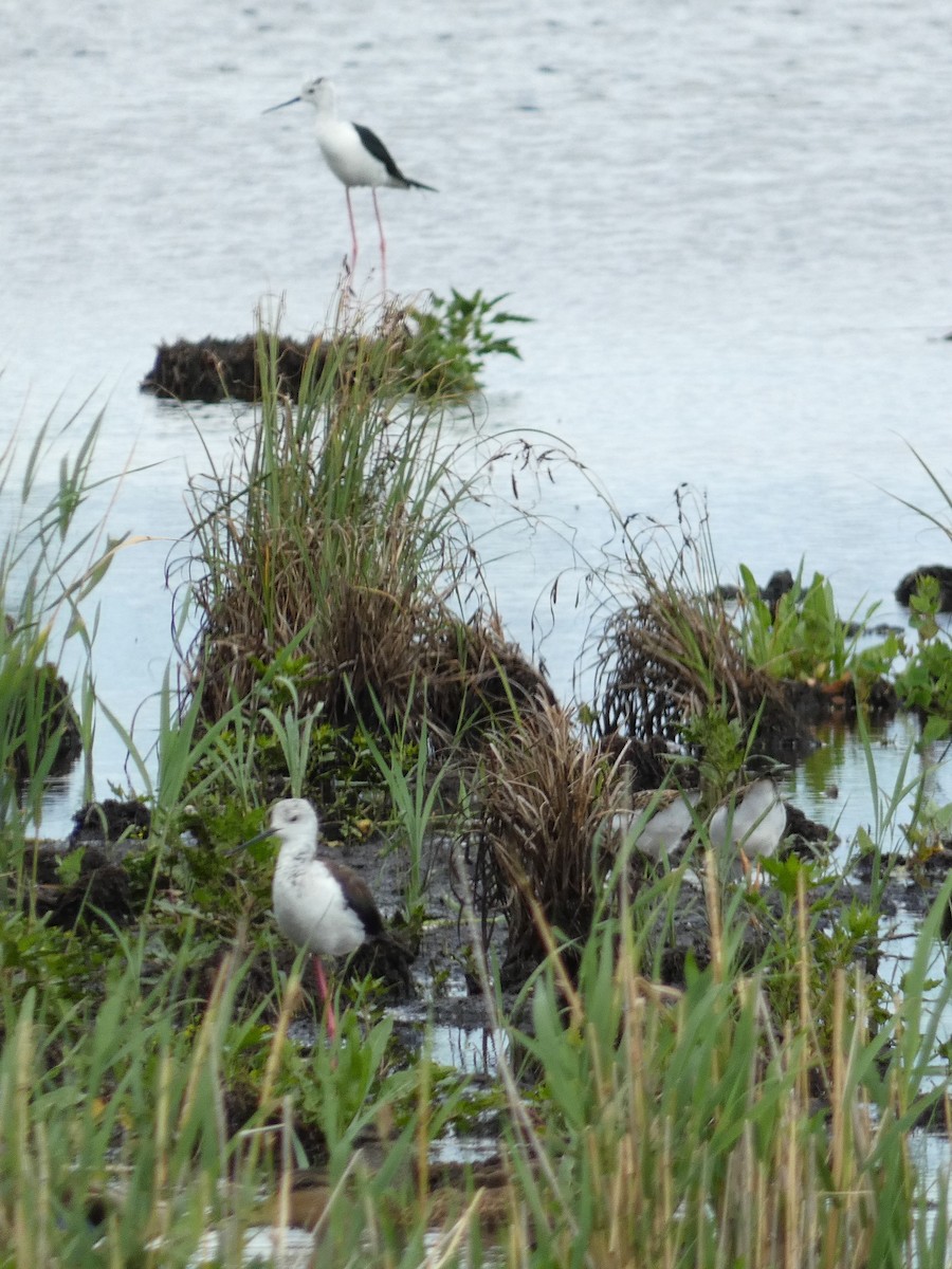 Black-winged Stilt - ML598115781