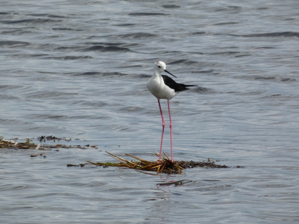 Black-winged Stilt - Frederik Albrecht