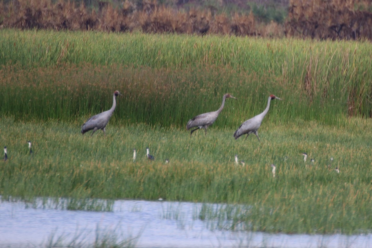 Brolga Turnası - ML598115851