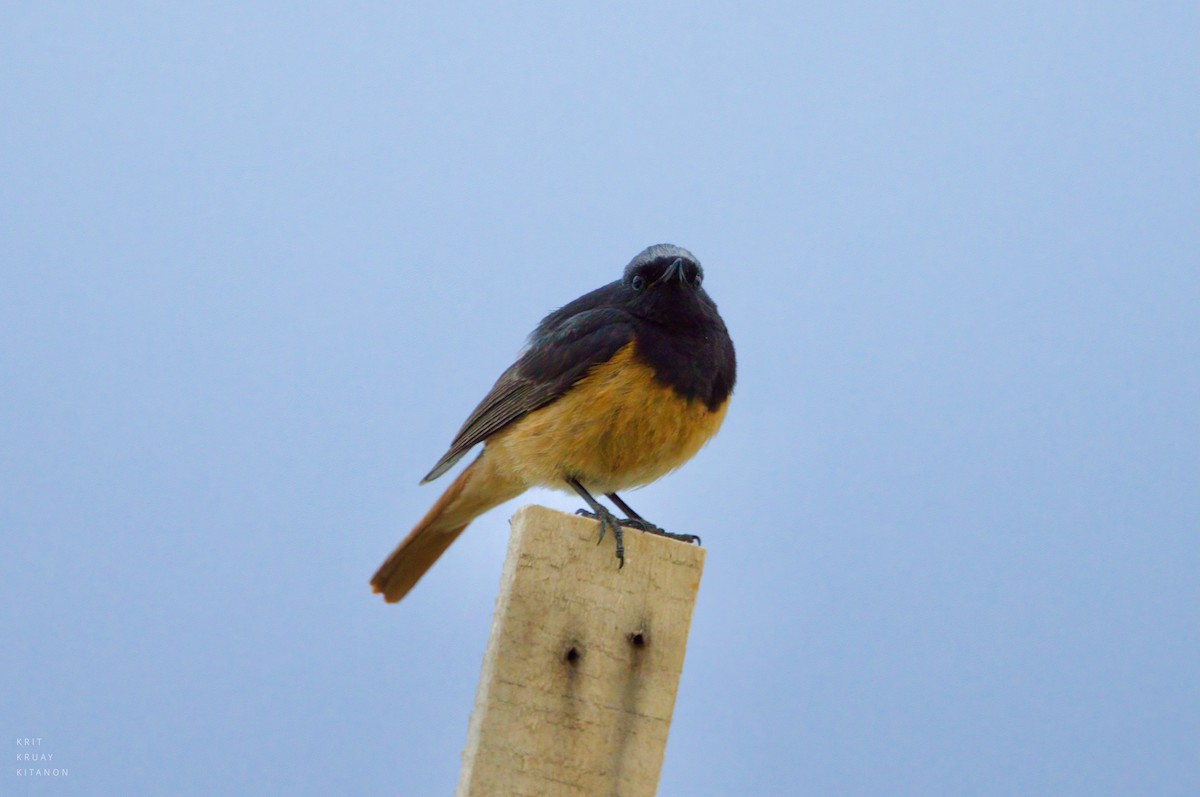 Black Redstart - ML598116201