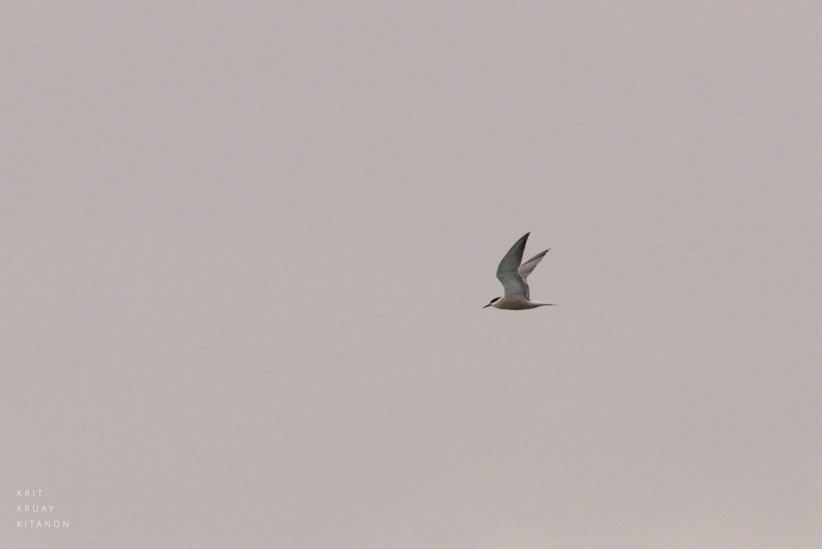 Common Tern - ML598116301